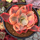 Echeveria 'Suyon' Variegated 4" Succulent Plant