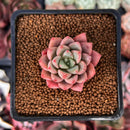 Echeveria 'Blood Spirit' 1" Succulent Plant