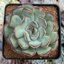 Echeveria 'Mexican Pulidonis' 4" Succulent Plant