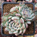 Echeveria 'Robin' 2" Cluster Succulent Plant