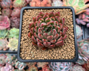Echeveria Agavoides 'Enita' 2" Succulent Plant