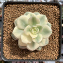 Echeveria 'Nicksana' Variegated 2"-3" Succulent Plant