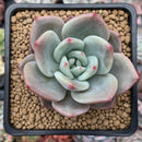 Echeveria Agavoides 'White Champaign' 2” Succulent Plant