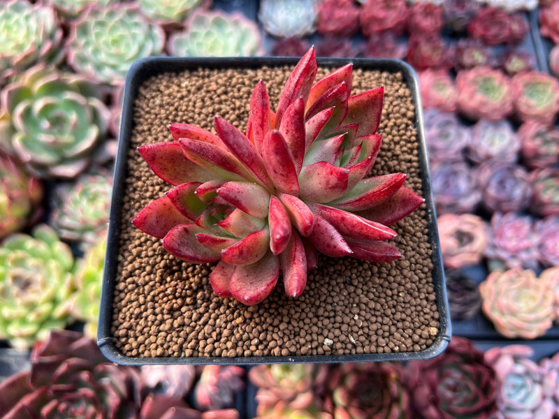 frank reinelt succulent Echeveria Agavoides 'Frank Reinelt' Hybrid 3" Cluster Succulent Plant – True Succulents Plant Co