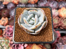Echeveria 'Cream Tea' 2" Powdery Succulent Plant