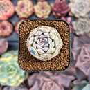 Echeveria 'Hearts Choice' 1" Selected Clone Succulent Plant
