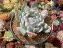 Echeveria 'Ivory' 5" Powdery Succulent Plant