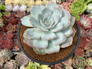 Echeveria 'Dealis' 3"-4" Powdery Succulent Plant