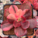 Echeveria 'Primadonna' Variegated 3" Succulent Plant