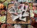 Echeveria 'Madiba' 3" Succulent Plant