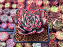 Echeveria 'Bouquet' 2" Succulent Plant