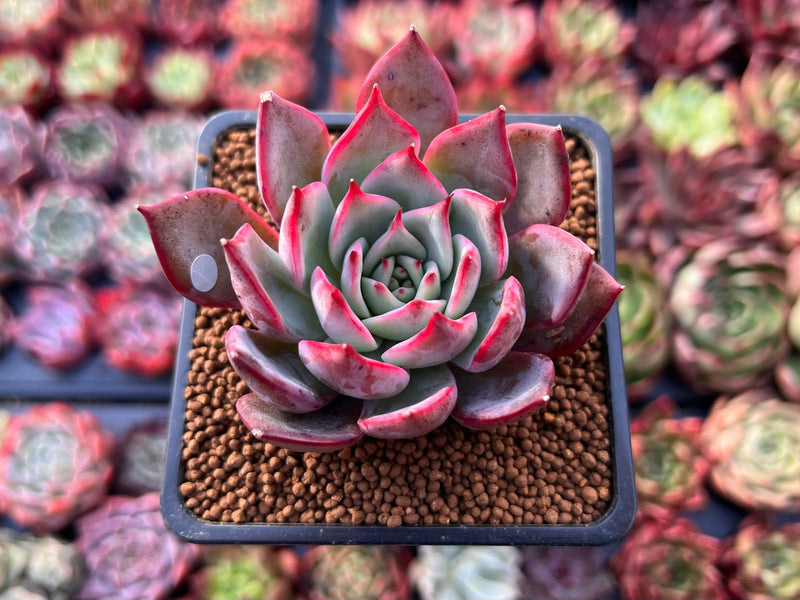 Echeveria 'Bouquet' 2