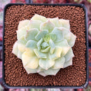 Echeveria 'Fun Queen' Variegated 3" Succulent Plant