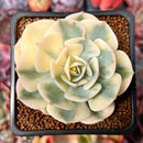 Echeveria 'Compton Carousel' 2" Succulent Plant