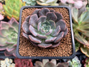 Echeveria 'Maroon Hill' 2" Succulent Plant