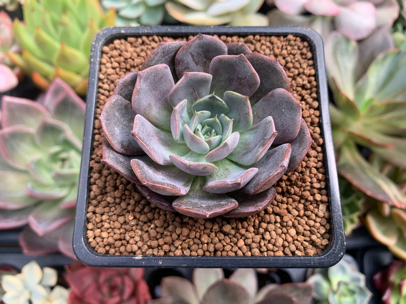 burgundy valentine succulent Echeveria 'Maroon Hill' 2" Succulent Plant – True Succulents Plant Co