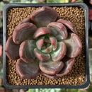 Echeveria 'Sharman' 2" Succulent Plant