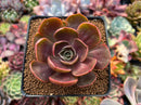 Echeveria 'Redtan' 2"-3" Succulent Plant