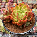 Echeveria Agavoides 'Red Jelly' 3" Succulent Plant