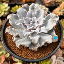 Echeveria 'Crispate Beauty' Spurred Form 3"-4" Succulent Plant