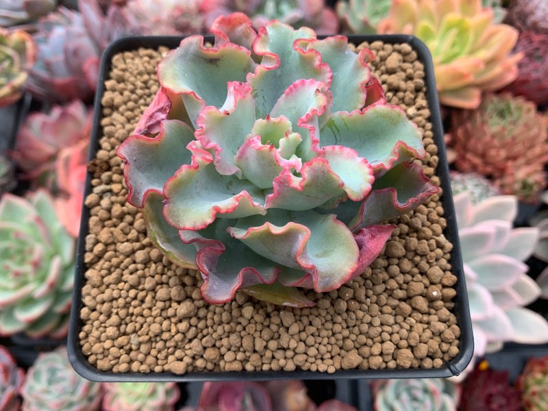 lady aquarius succulent Echeveria 'Aquarius' 3