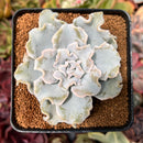 Echeveria 'Crispate Beauty' 2"-3" Powdery Succulent Plant