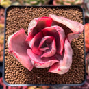 Echeveria 'Golden State' Variegated 2" Succulent Plant