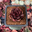 Echeveria Agavoides 'Nike' 1" Succulent Plant