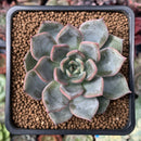 Echeveria 'Silonica' 1"-2" New Hybrid Succulent Plant