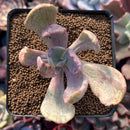 Pachyveria 'Jocelyns Joy' Variegated 2" Succulent Plant