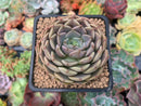 Echeveria 'Maroon Hill' 2" Succulent Plant