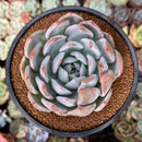 Echeveria 'Laui' x 'Lindsayna' 4" Powdery Succulent Plant