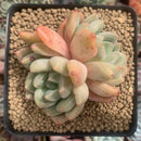 Echeveria 'Zenith' 3" Succulent Plant