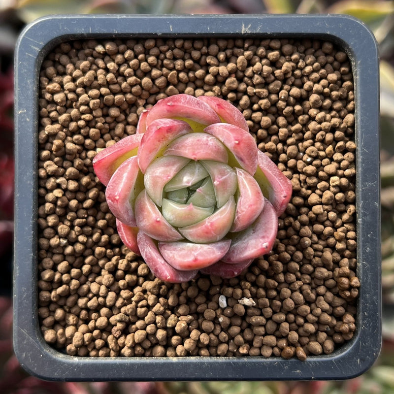 succulent database Echeveria 'Red Ice' 1/2"-1" Small Succulent Plant