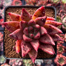 Echeveria Agavoides 'Pysche 3" Succulent Plant