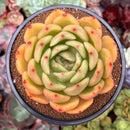 Echeveria 'Shallot' 4"-5" Succulent Plant