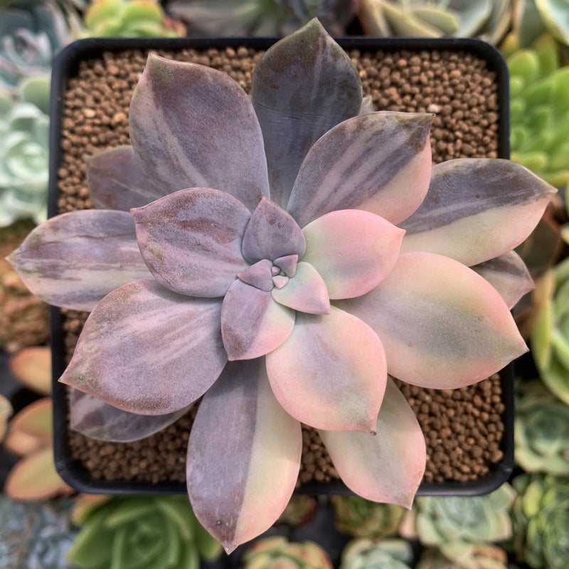 superbum succulent Quetzalcoatlia 'Pentandra Superba' Variegated 3" Succulent Plant (Form –  True Succulents Plant Co