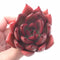 Echeveria Agavoides Red Maria 2”-3” Rare Succulent Plant