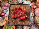 Echeveria Agavoides sp. 1" Succulent Plant