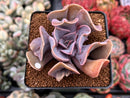 Echeveria 'Perle von Nurnberg' Trumpeting Form (Not Trumpet Pinky) 2" Succulent Plant