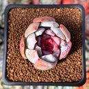 Echeveria 'Trumso' 2" Succulent Plant