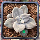 Echeveria 'Xichuensis' 2" Succulent Plant