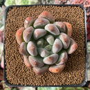 Echeveria 'Zenith' 2"-3” Succulent Plant