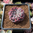 Echeveria 'Marcel' 1" Succulent Plant