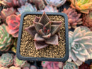 Echeveria Agavoides sp. 1" Small Succulent Plant