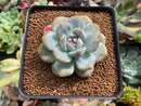 Echeveria 'Orange Monroe' 2" Succulent Plant