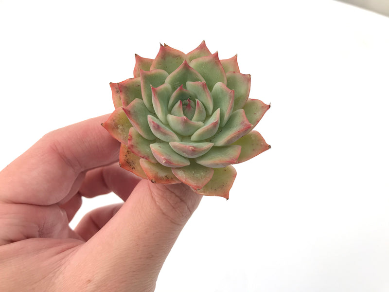 pink tips on succulent Echeveria 'Pink Tips' 2" Succulent Plant – True Succulents Plant Co