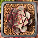 Echeveria 'Longissima' 1" Small Succulent Plant