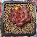 Echeveria Agavoides 'Fire Pillar' 1" Succulent Plant