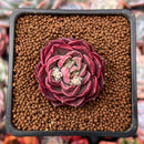 Echeveria 'Mohican' 1"-2" Succulent Plant